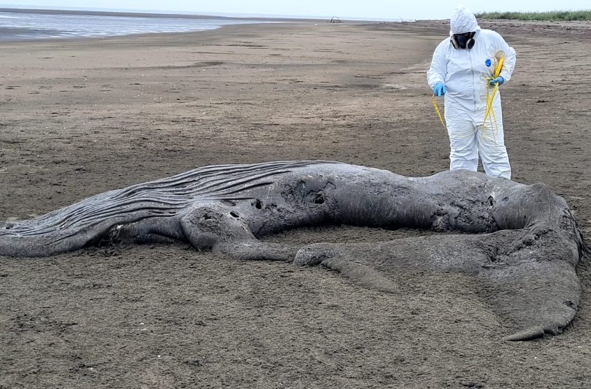  Investigan causas del varamiento de una cría de ballena jorobada