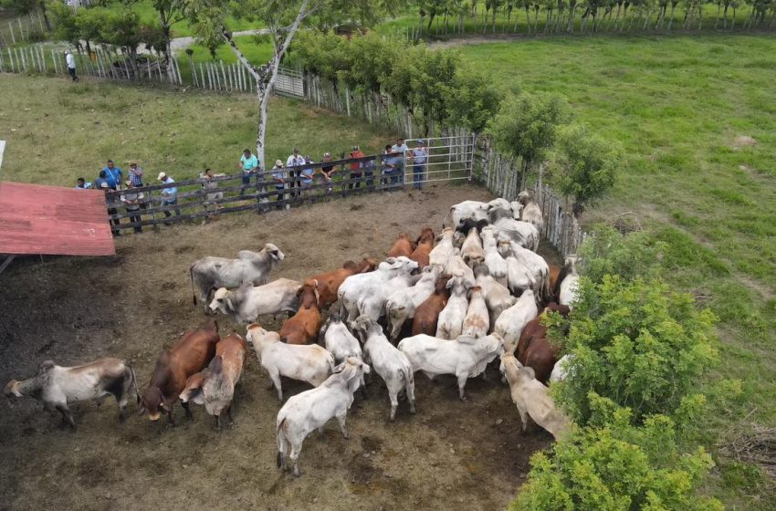  Ganadería panameña se fortalece; Panamá recibe material genético de Brasil