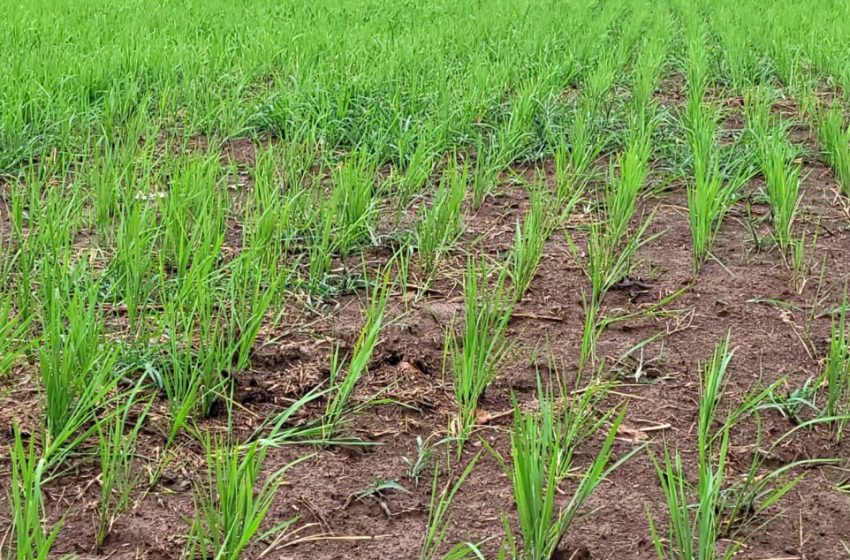  Informe de arroz del MIDA registra 42 mil hectáreas sembradas