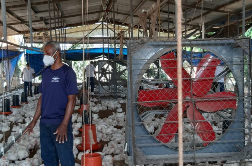  Una producción de más de 33 mil libras de pollo genera proyecto avícola