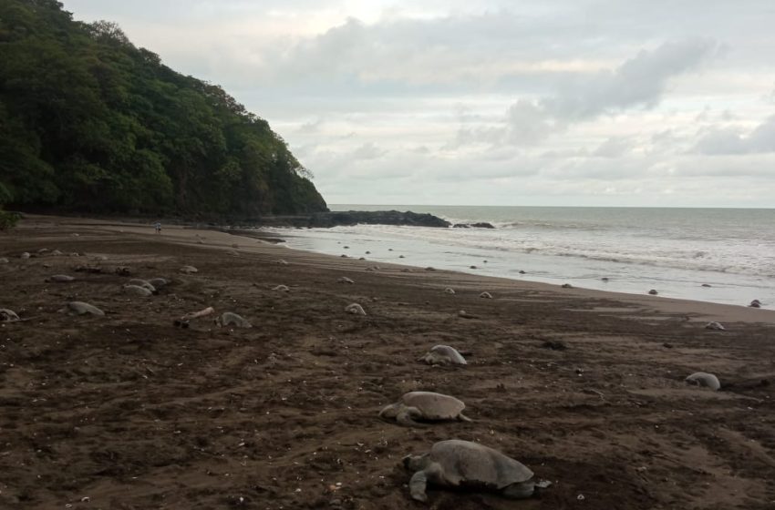  Tortugas golfinas arriban la playa la Marinera en Los Santos