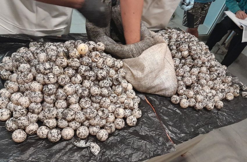  Decomisan más de 2 mil 760 huevos de tortuga marina en Los Santos