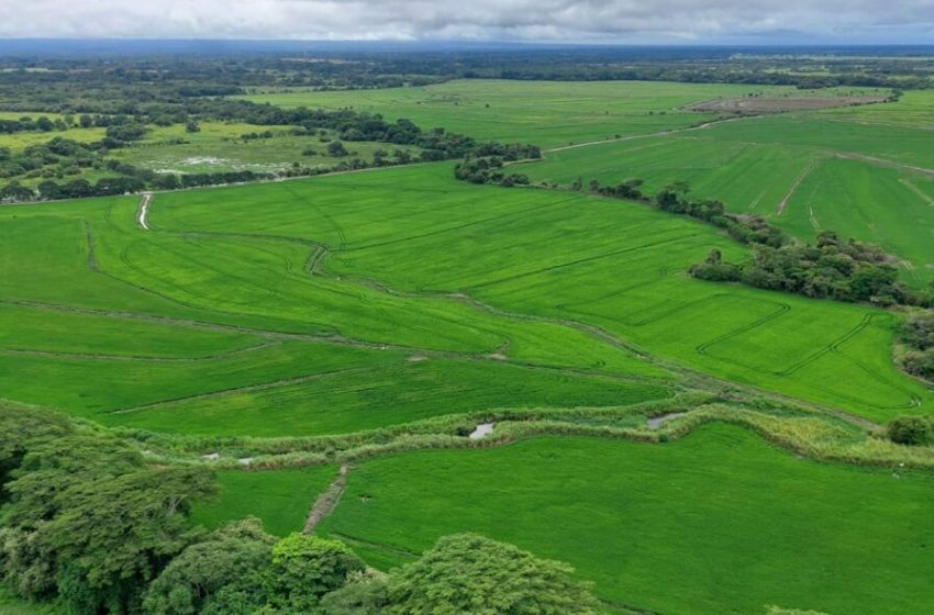  Hectáreas sembradas de arroz marchan a buen ritmo