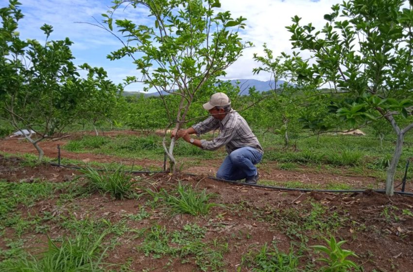  Panamá se mantiene libre de plagas que afectan plantaciones en otros países