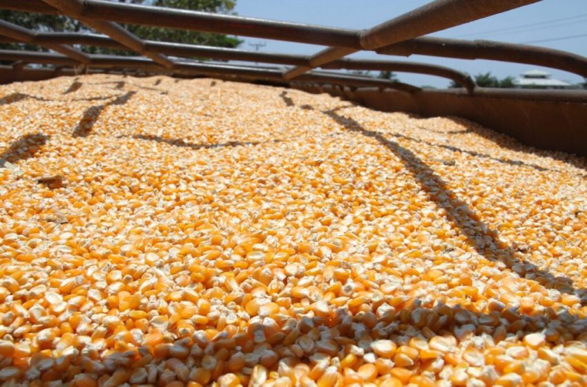  Productores de maíz, arroz y leche han recibido en pagos más de B/. 128 millones por parte del MIDA