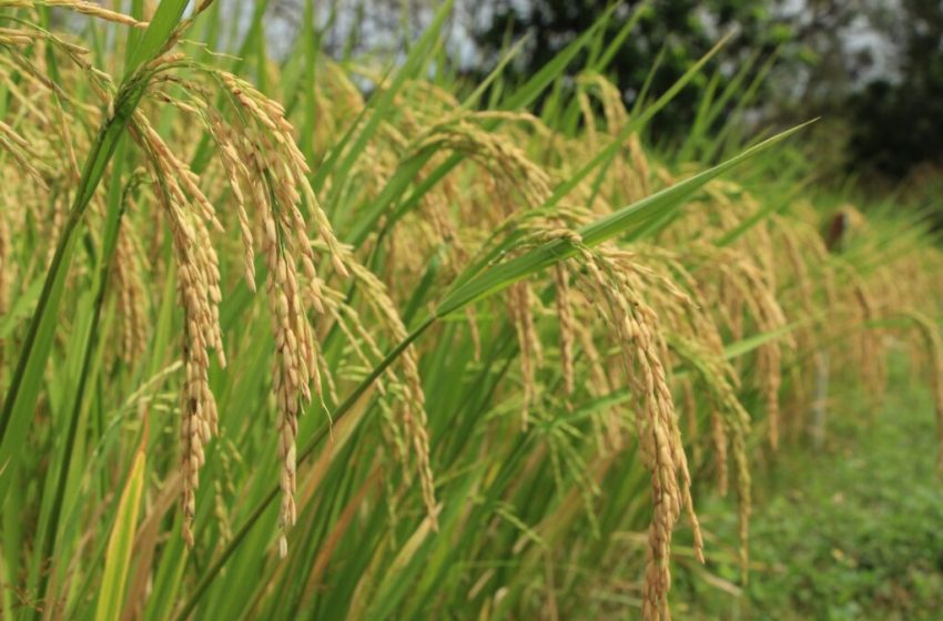  Informe de arroz destaca el avance de siembra