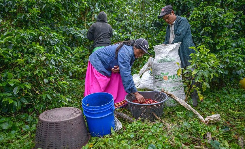  Avanza registro de trabajadores que emigran hacia cafetales en Costa Rica