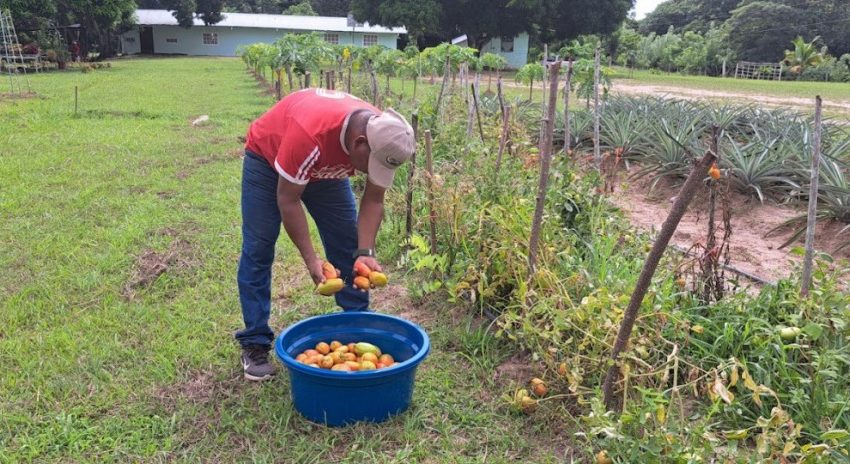  Cosecha exitosa de tomate “perita” en Llano Marín