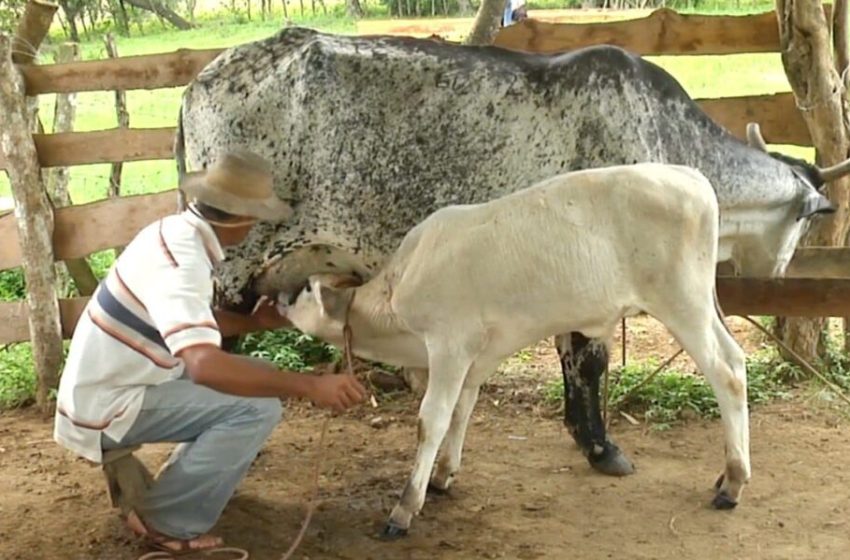  1.7 millones de balboas reciben productores de arroz, maíz y leche