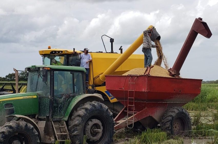  Se registra avance en siembra y cosecha de arroz