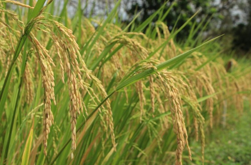  Informe de arroz del MIDA registra más de 74 mil hectáreas sembradas