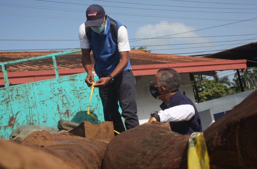  Panamá logra ser excluida del examen de comercio significativo para cocobolo de la CITES