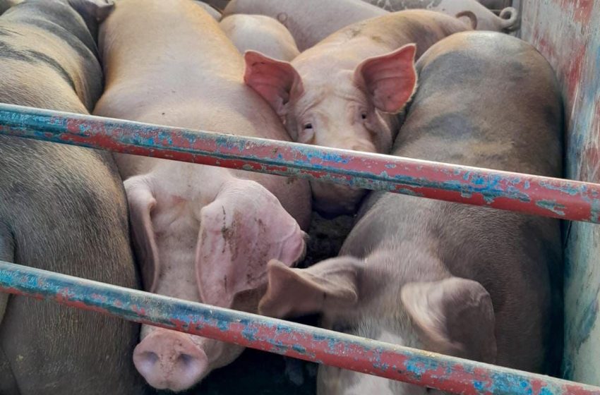  Gobierno anuncia compra de carne de cerdo para abastecer programas sociales