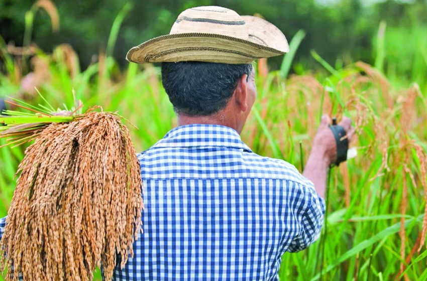  Gobierno desembolsa $144.2 millones a productores de arroz, maíz y leche