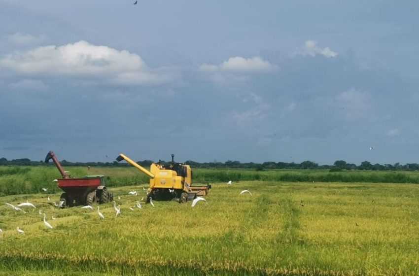  Ciclo agrícola del arroz 2023-2024 reporta avances del 84.8%