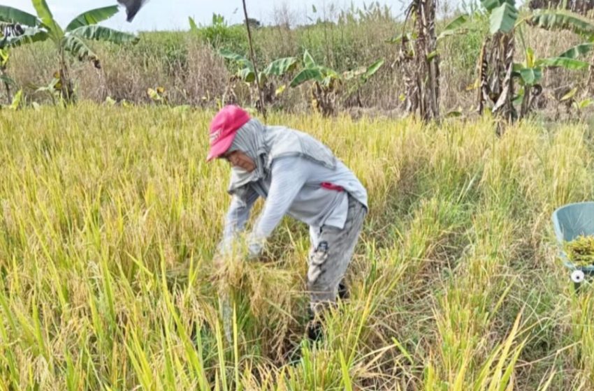  Productores de Isla Sevilla realizan cosecha de arroz