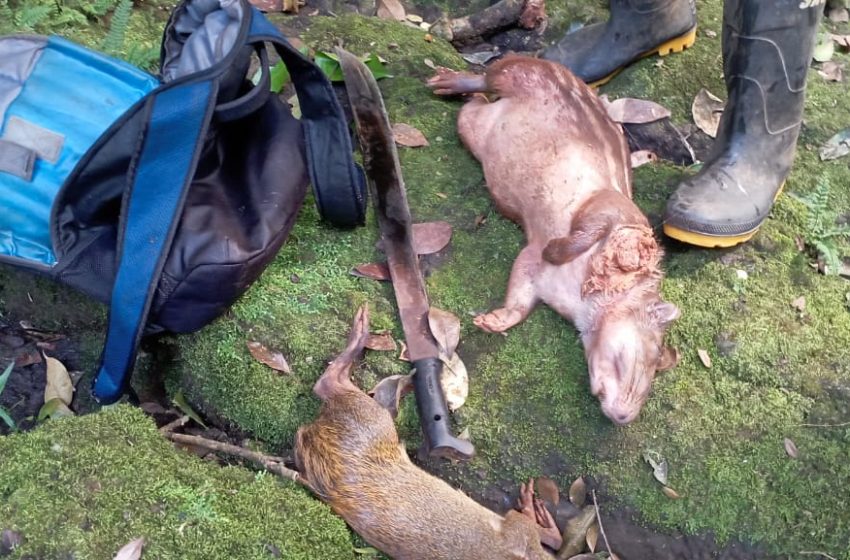 Se registra caza ilegal de animales silvestres en Panamá Oeste