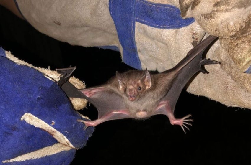  19 murciélagos hematófagos fueron capturados en Colón
