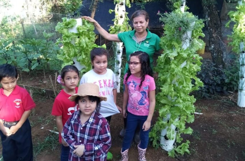  Realizan cosecha de huerto escolar en Dolega
