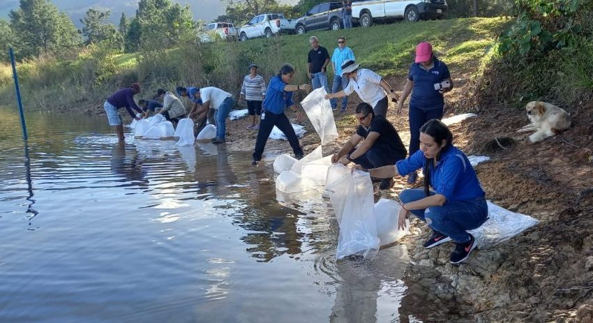  ARAP realiza siembra de tilapias en la Laguna de la Yeguada en Veraguas