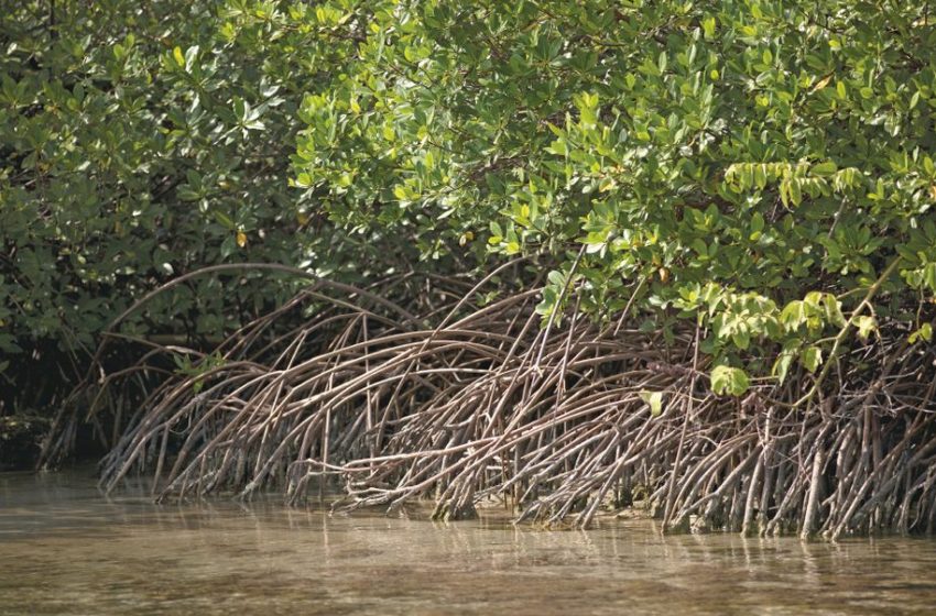  La Senacyt y Fundación Ciudad del Saber lideran proyecto pionero para salvaguardar los manglares de Panamá
