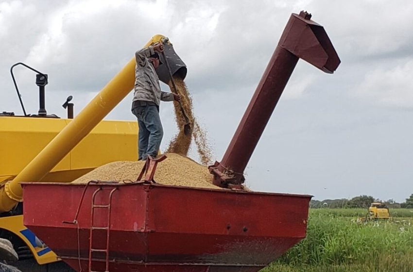  MIDA aclara sobre pagos a productores de arroz en Chiriquí