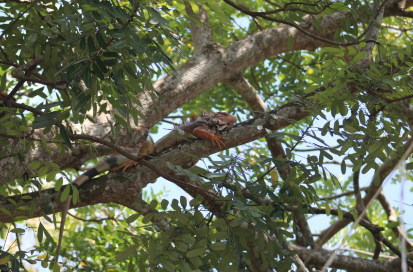  MiAMBIENTE protege la caza de Iguana verde