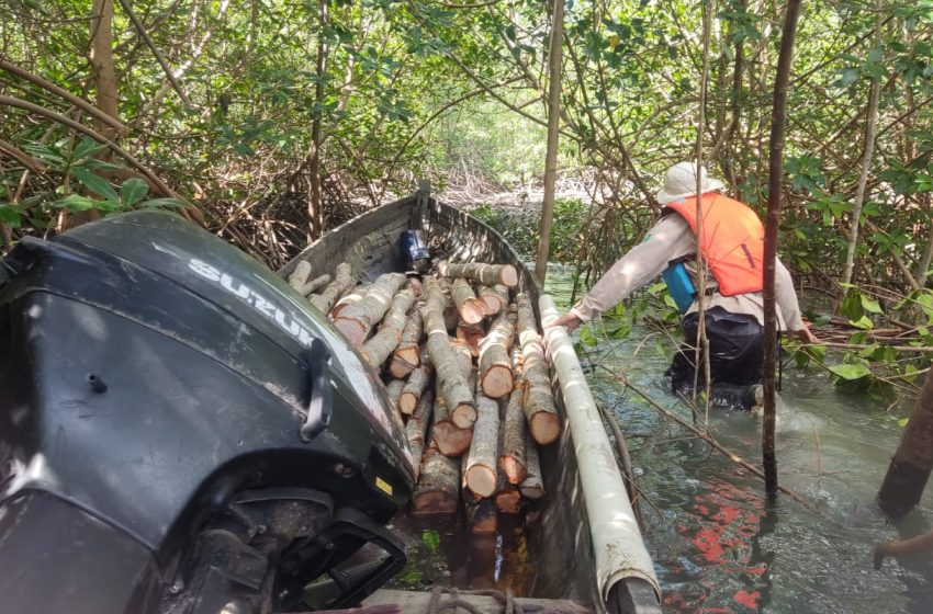  Autoridades detectan casos de tala de mangle rojo en Chame