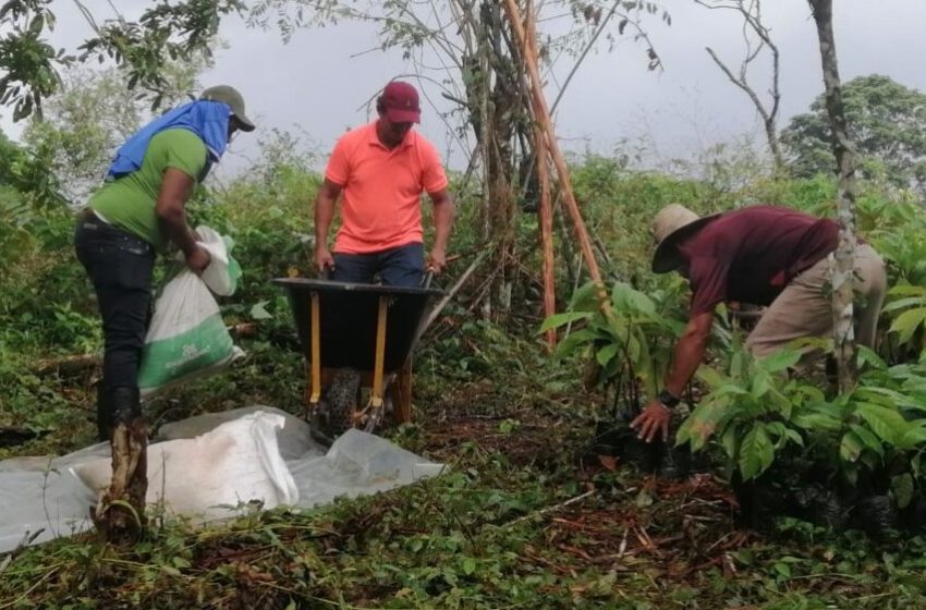  Autoridades agropecuarias en Colón fomentan la producción de cacao