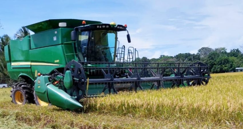  Presentan informe de avance de siembra y cosecha de arroz