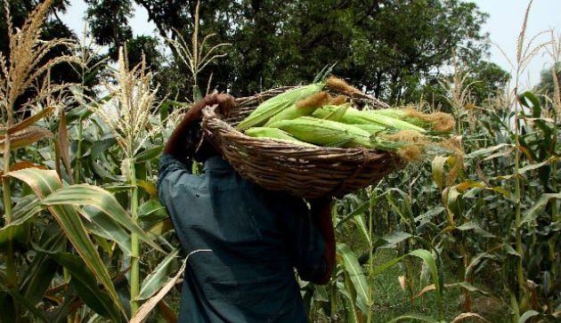  Productores de maíz serán beneficiados con B/. 6.00 de incentivos