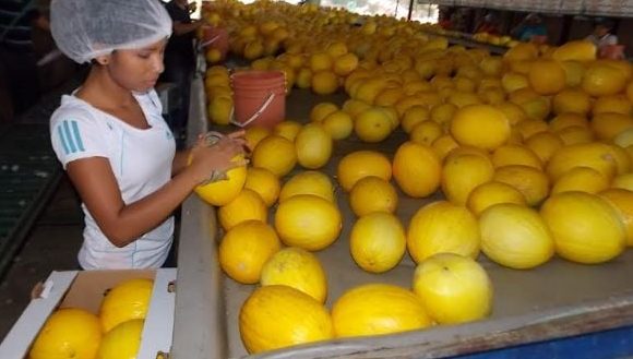  Panamá Squash impulsa las exportaciones de melón panameño