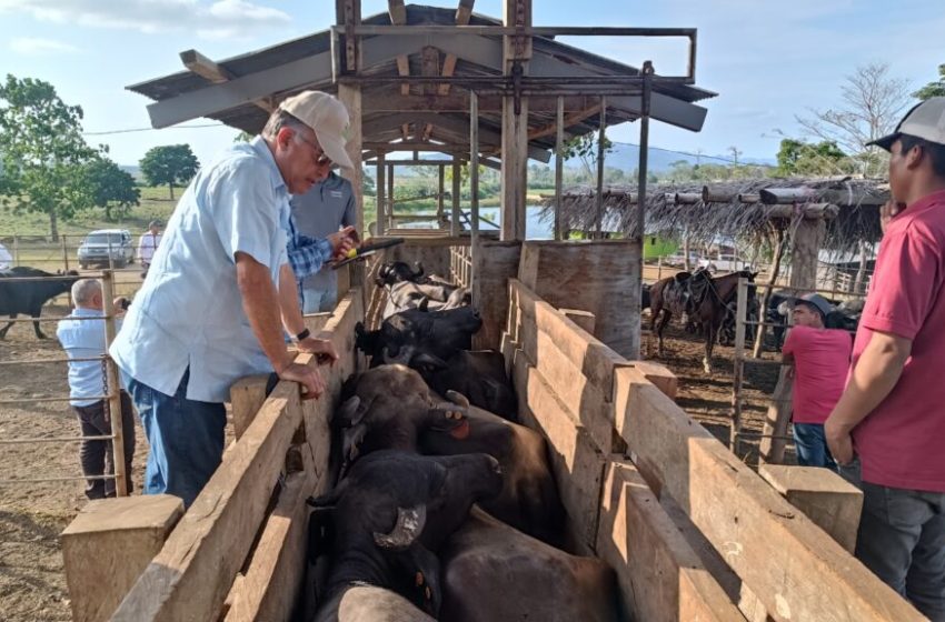  Ministro Valderrama inaugura curso de inseminación artificial del búfalo en Darién