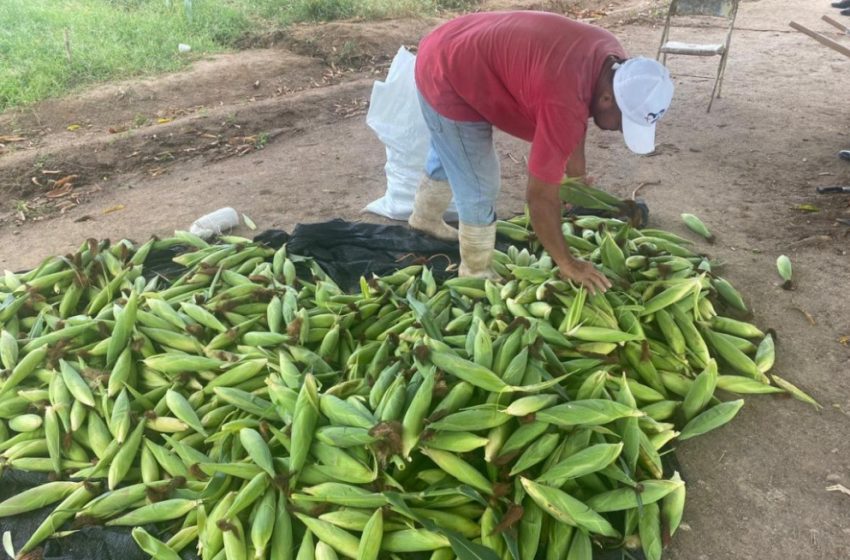  Cosechan maíz en el centro penitenciario de Llano Marín