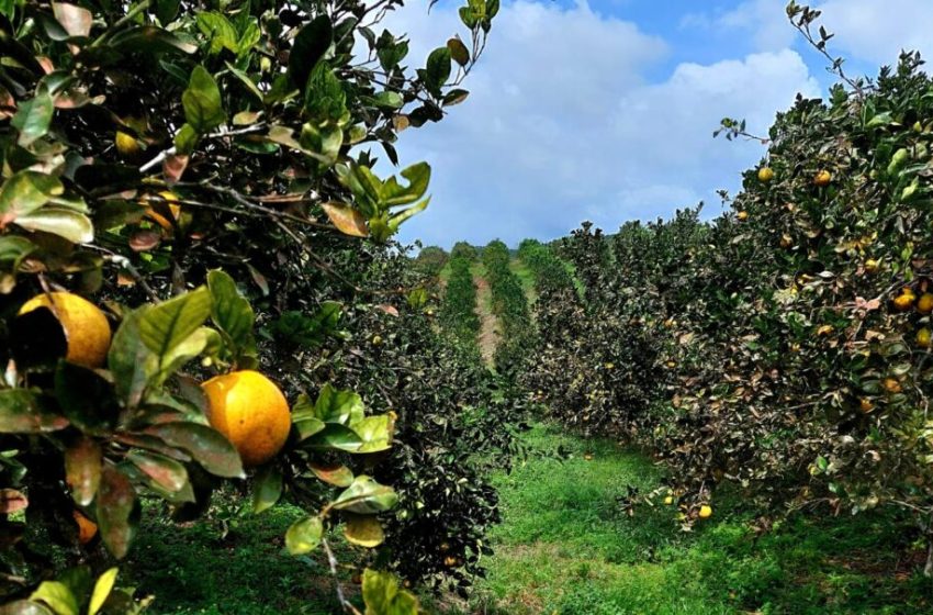  Productores coclesanos esperan producir más de 15 millones de naranjas
