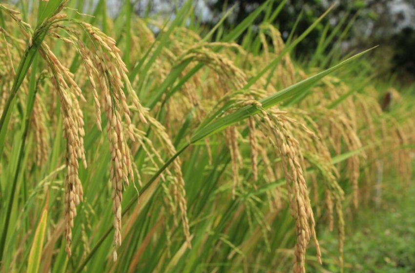  Siembra y cosecha de arroz en Panamá avanza a buen ritmo