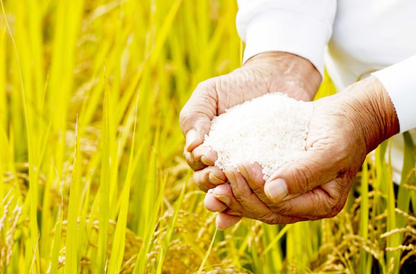  Panamá será sede de dos eventos científicos sobre producción de arroz