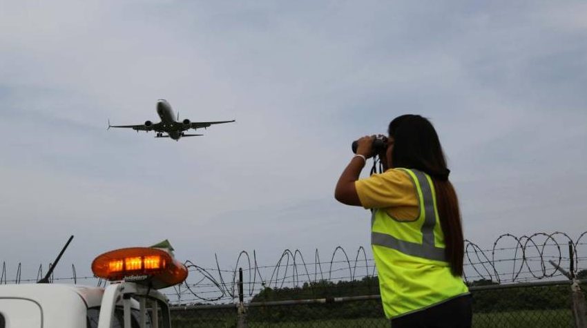  ¡Están de vuelta! Aeropuerto de Tocumen advierte a aerolíneas sobre aves migratorias en su ruta