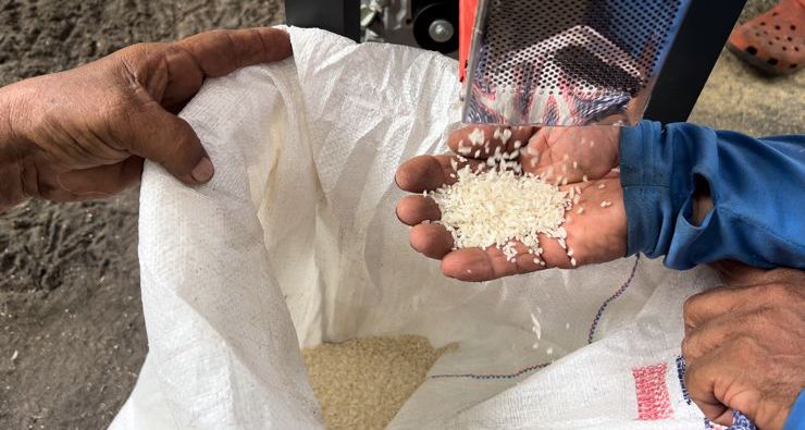  MIDA: Más de B/. 21 millones han recibido productores de arroz durante este ciclo agrícola