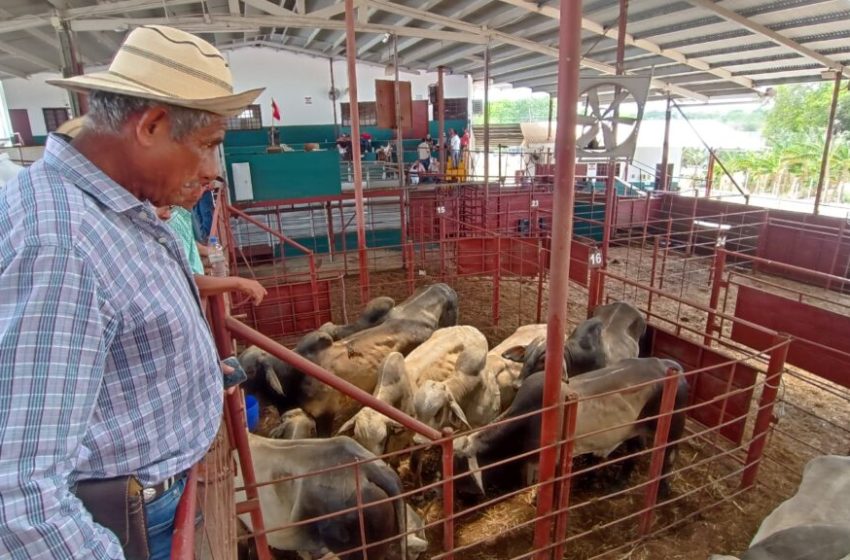  En Chepo: Pequeños ganaderos reciben 77 sementales de alta genética