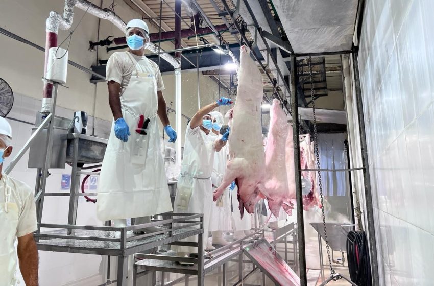  China habilita la primera planta procesadora de carne porcina panameña
