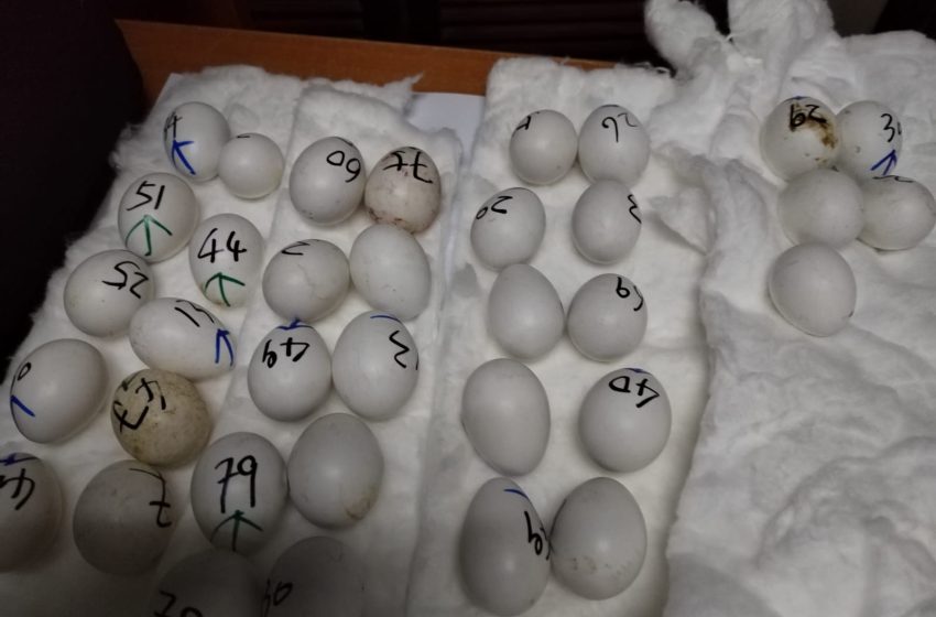  Policía frustra tráfico de huevos de guacamayas, lingote de oro y drogas en juguetes, en el Aeropuerto de Tocumen
