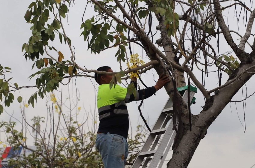  ¡Más árboles para la vida! Alcaldía de Panamá inicia el programa de arborización con la captación de semillas