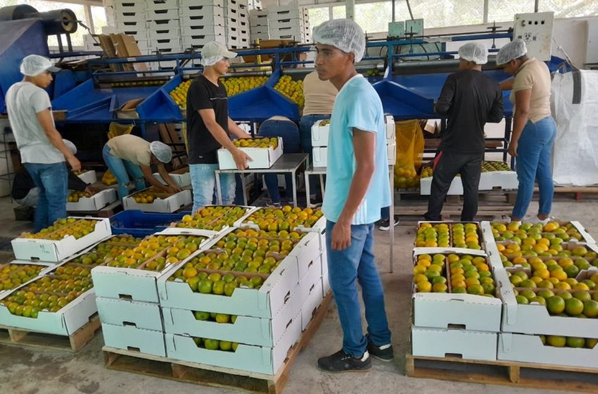  Naranjas y limones coclesanos llegan al mercado de las Antillas
