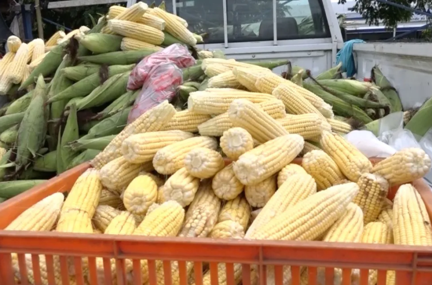  Industriales se comprometen a adquirir excedente de maíz de los productores