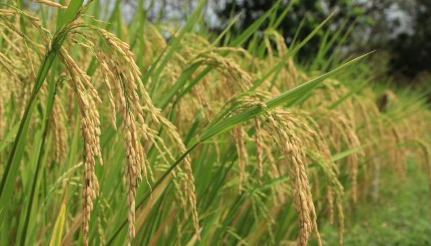 Productores de arroz recibieron más de B/.47 millones en ciclo agrícola 2023-2024