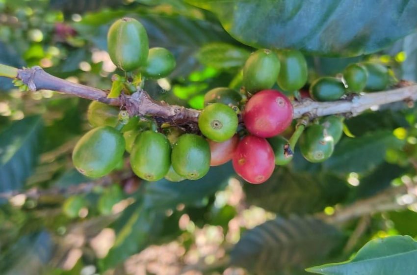  Investigadores de la UTP estudiarán el perfil químico de los aromas y sabores del café panameño