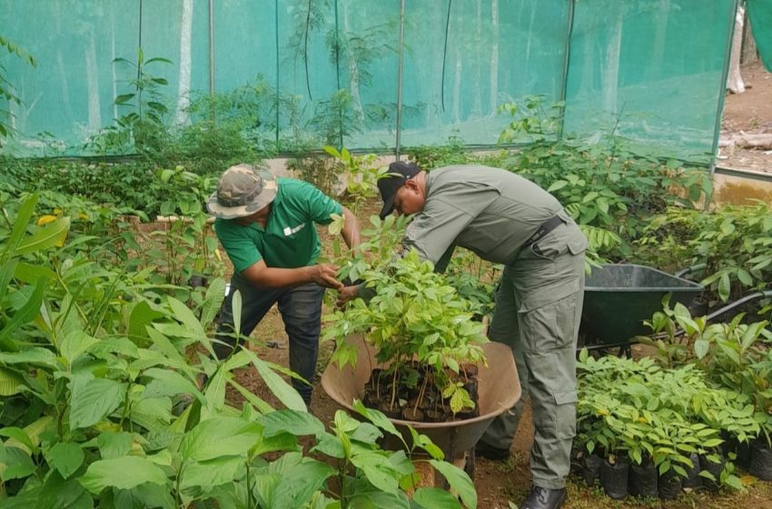  En Panamá Oeste; MiAmbiente entrega 500 plantones para actividades de reforestación