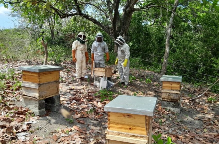  Actividad apícola en Panamá se incrementa