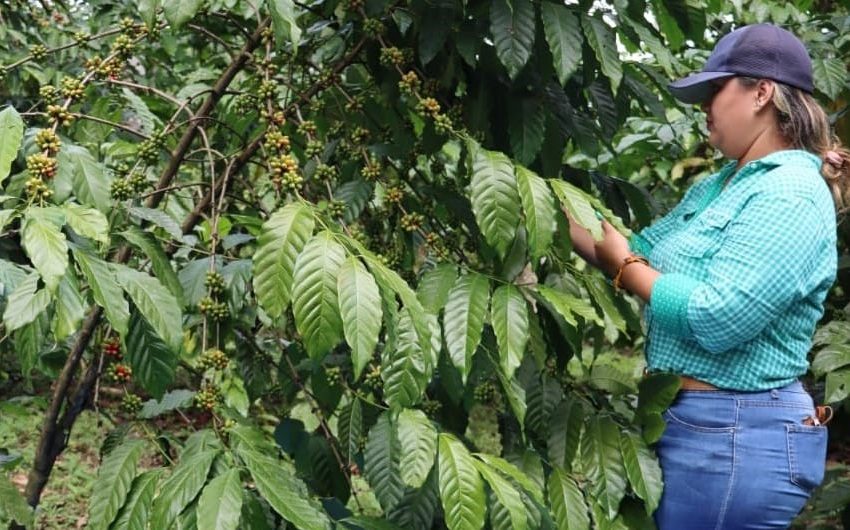  Productores de café de Panamá Oeste buscan duplicar cultivo del grano